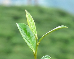 darjeeling_tea_leaves_Partha_Sahana